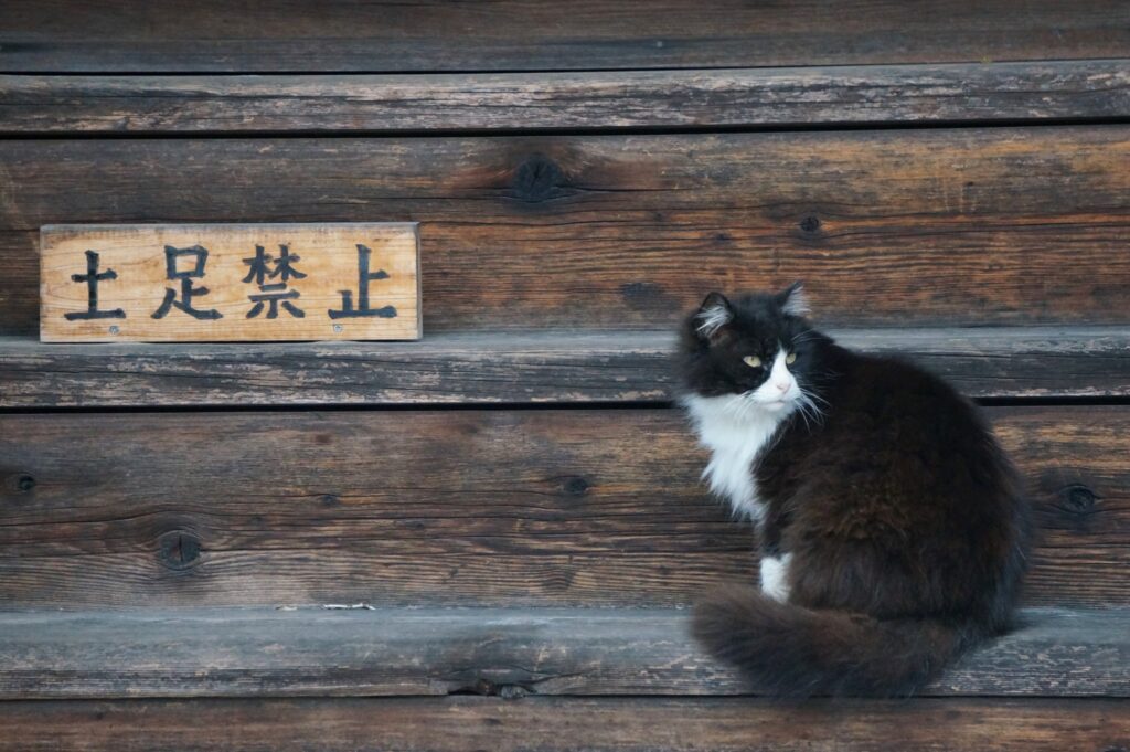 土足禁止の看板と猫