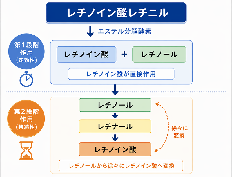 レチノイン酸レチニル